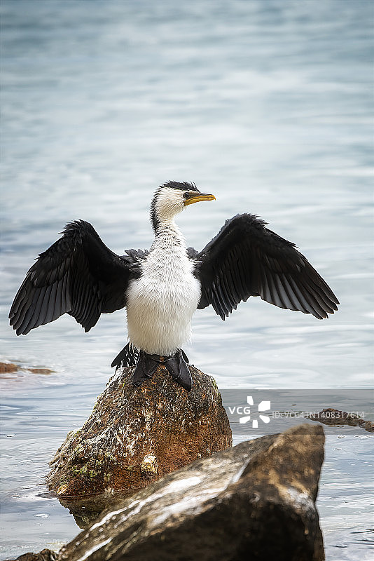 小斑鸬鹚图片素材