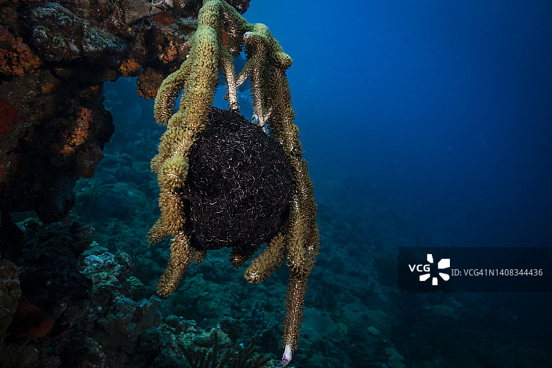 巨型篮星图片素材