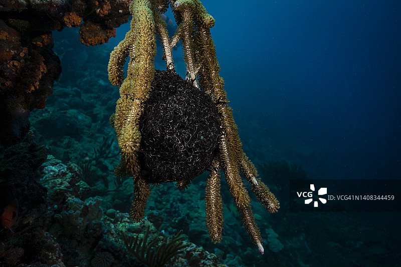 巨型篮星图片素材