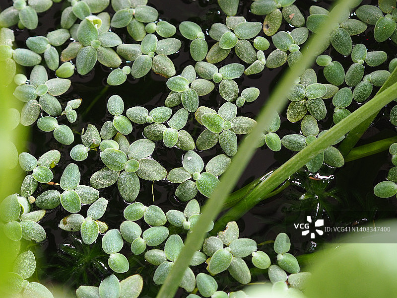 水中绿色凤眼莲特写，自然背景图片素材