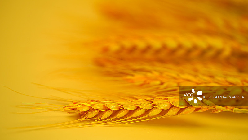 黄色背景中的小麦图片素材