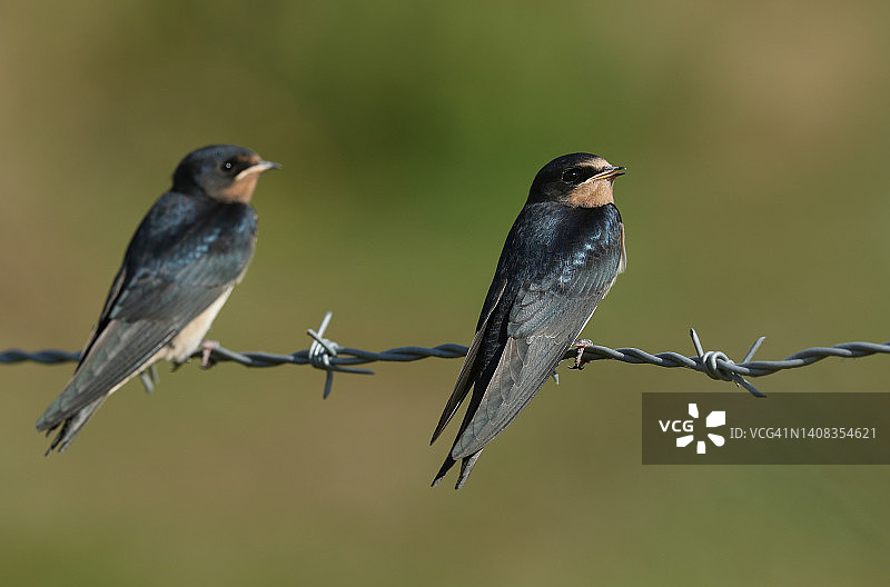 两只可爱的家燕幼鸟栖息在带刺铁丝网上图片素材