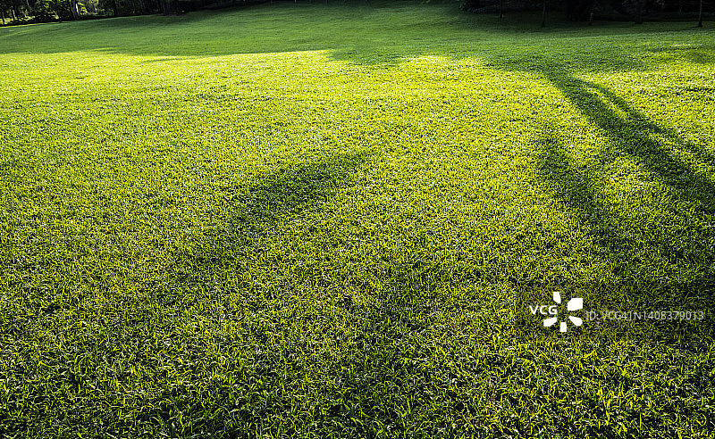 绿草的背景图片素材