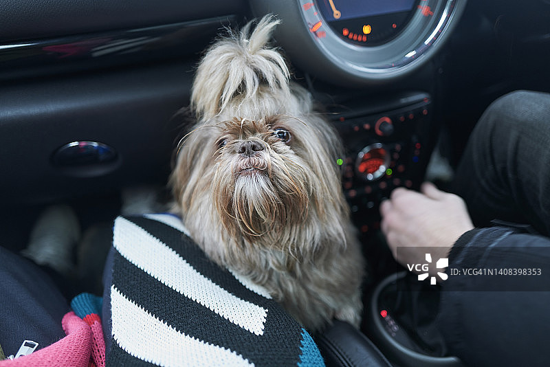小狗在车里旅行：西施犬图片素材