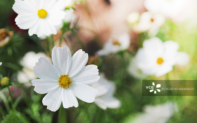 花园里盛开的白色硫华菊花图片素材