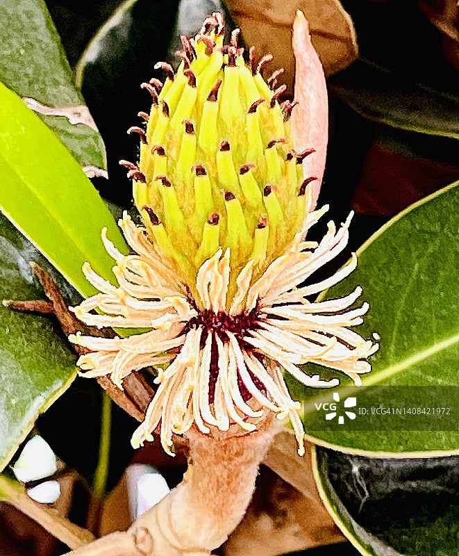 白色南方木兰（Magnolia Grandiflora）树的种子荚特写图片素材