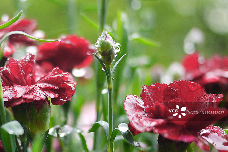 红色康乃馨盛开特写图片素材