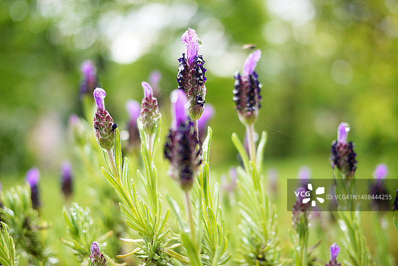 法国薰衣草特写，选择性聚焦图片素材