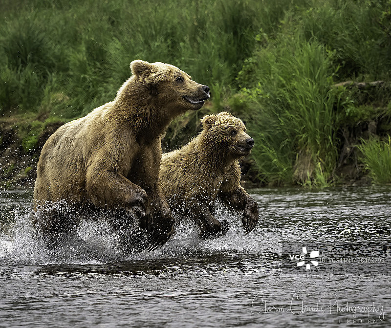 棕熊母熊和幼崽逃离危险图片素材