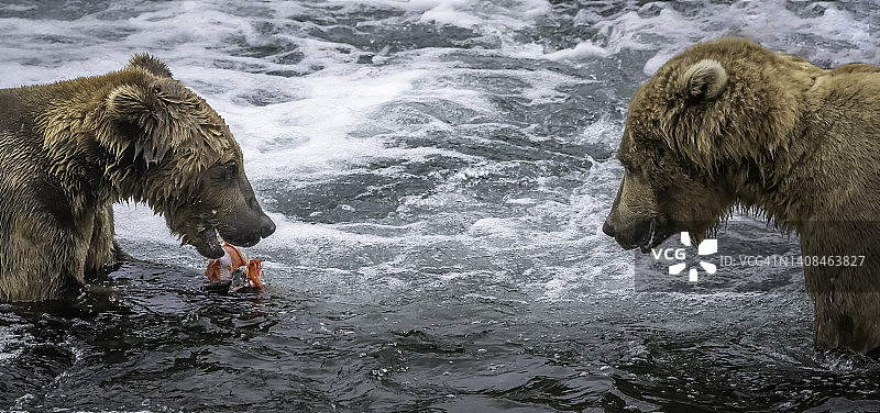 灰熊／棕熊与鲑鱼图片素材