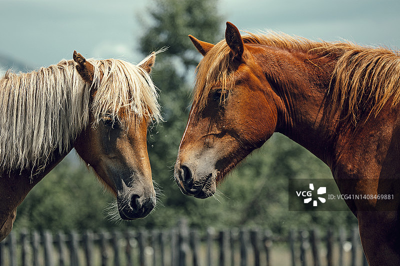 两匹美丽的马在西伯利亚阿尔泰共和国的田野上吃草图片素材