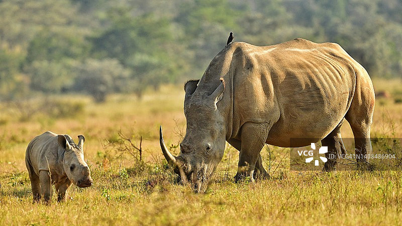 幼年白色犀牛宝宝与母亲图片素材