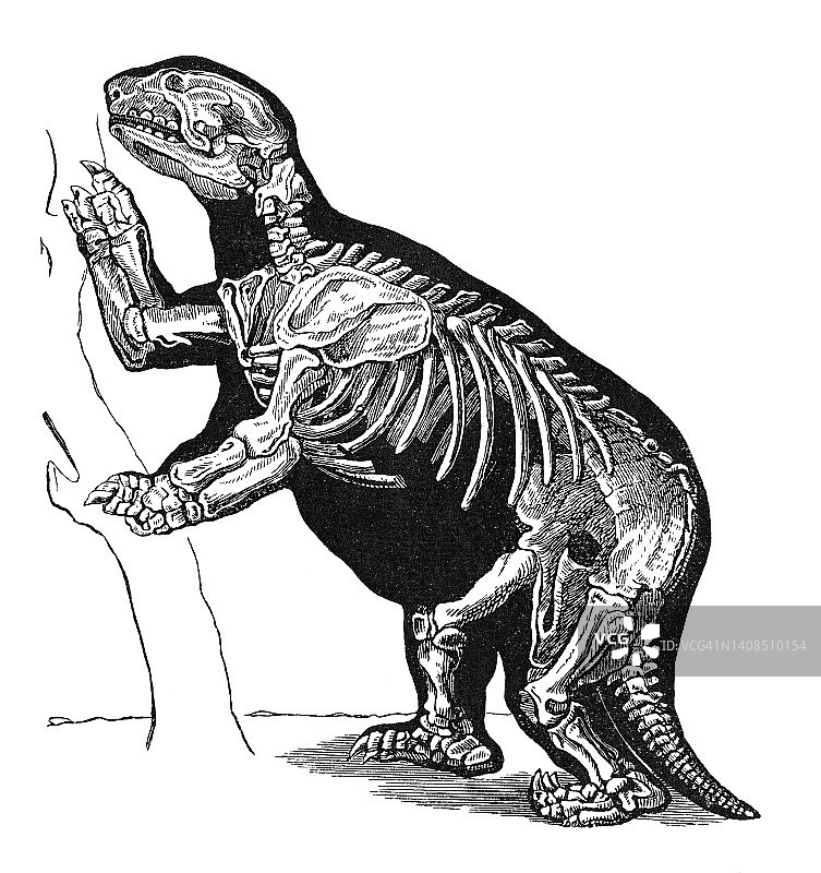 复古雕刻插画：已灭绝大地懒图片素材