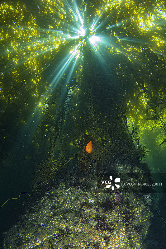 海带森林图片素材