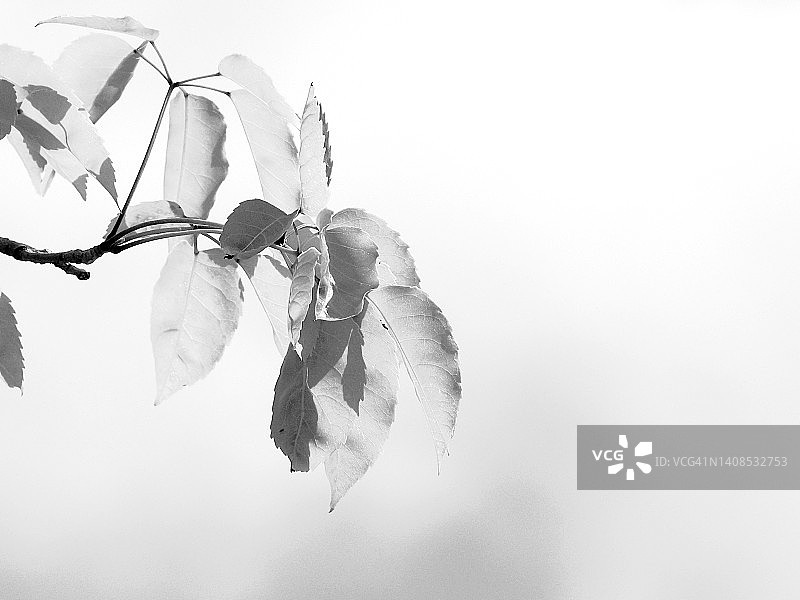 黑白壁画图片素材