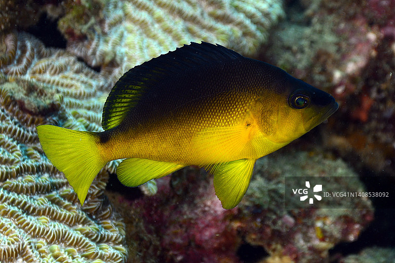 害羞的哈姆雷特图片素材