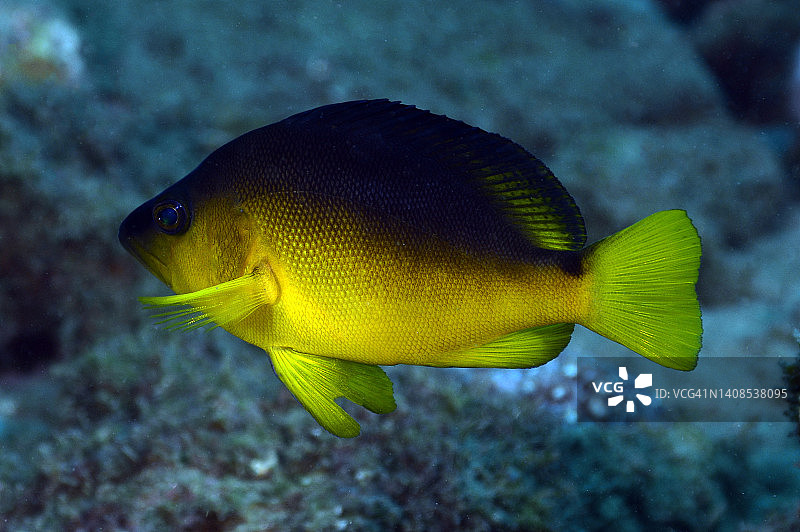 害羞的哈姆雷特图片素材