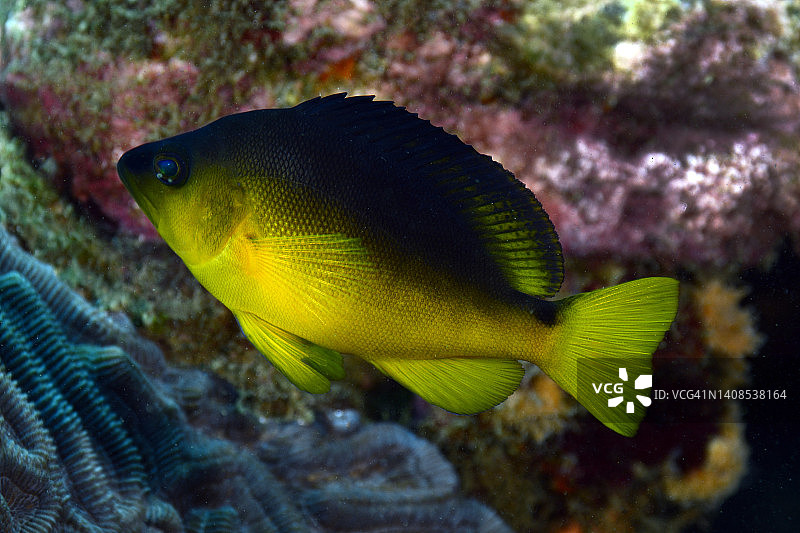 害羞的哈姆雷特图片素材