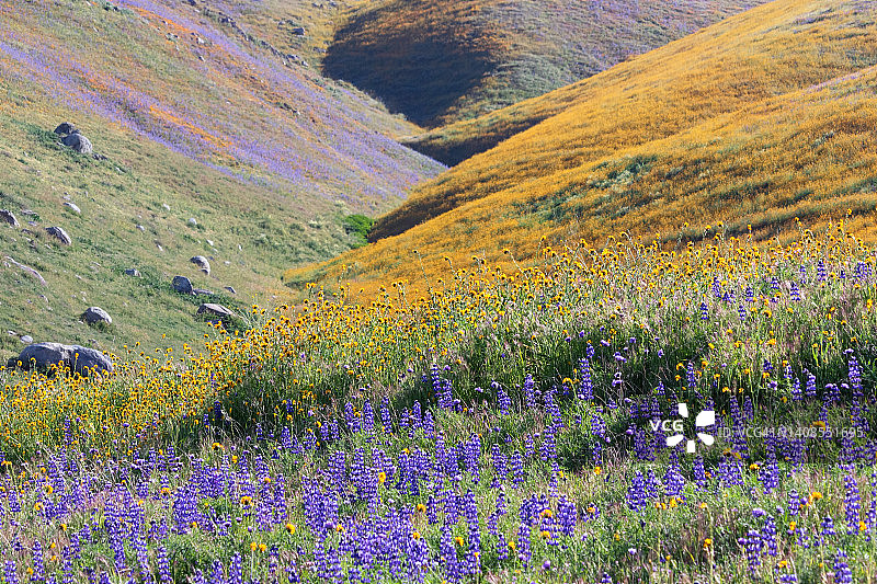 阿文野花图片素材