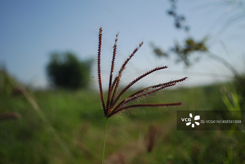 野生草粉图片素材
