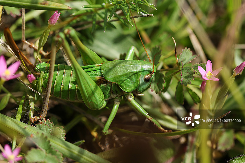 极其罕见的疣蝗在朝南的白垩山坡灌木丛中图片素材