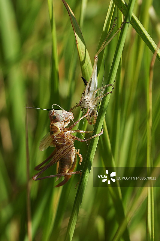 一只Roesel氏草蟋蟀蜕皮，抓住草叶图片素材