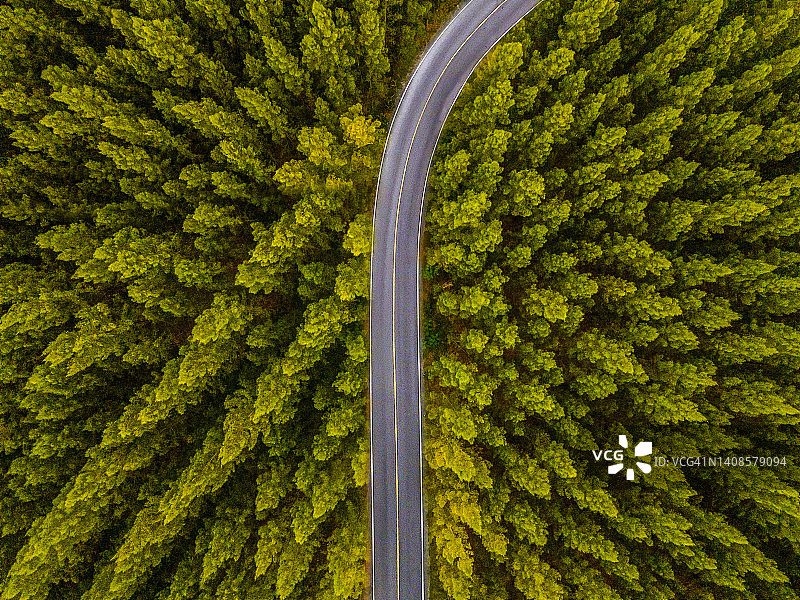 高处松树林的公路航拍视角图片素材