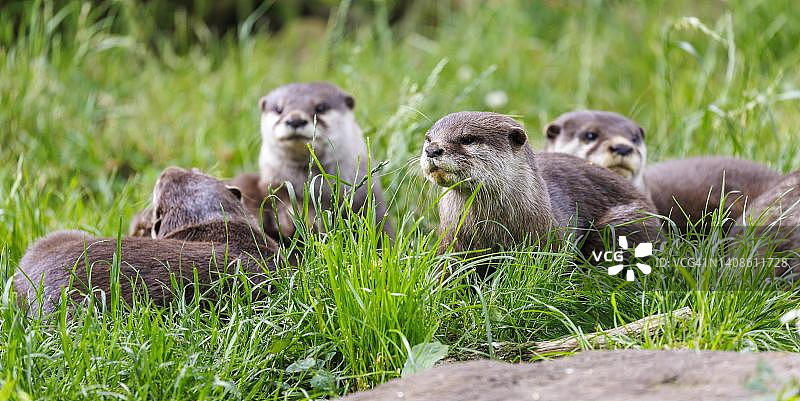 小爪水獭，德国图片素材