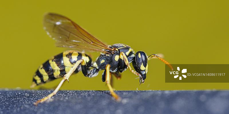 德国田野黄胡蜂图片素材