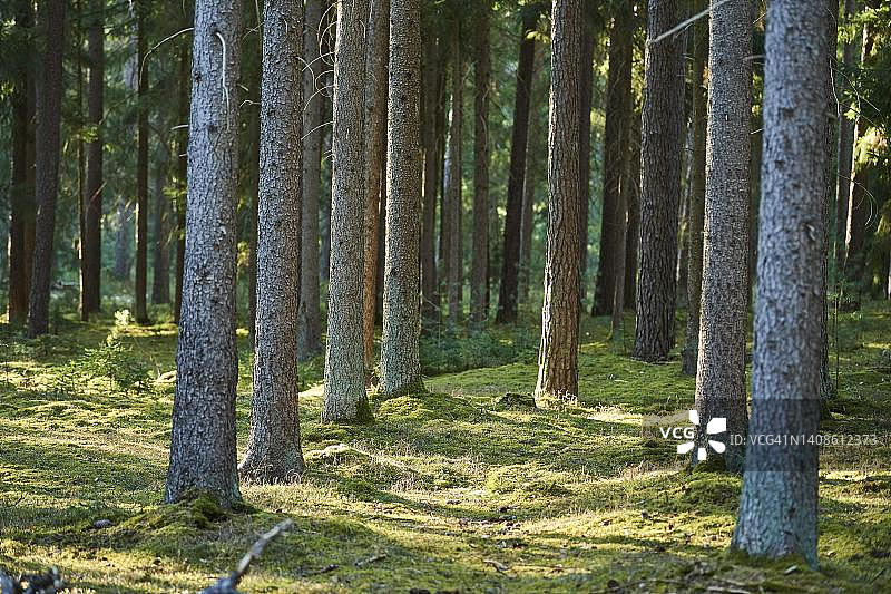德国巴伐利亚云杉森林图片素材