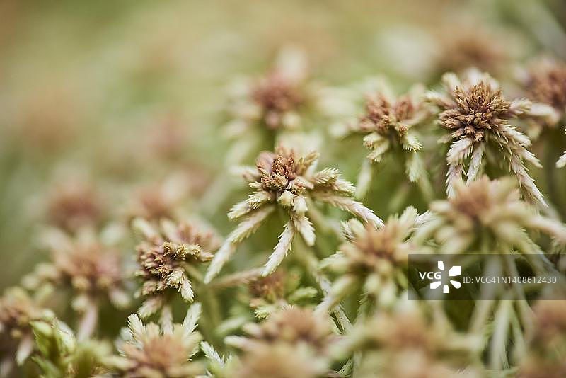 德国巴伐利亚的沼藓图片素材