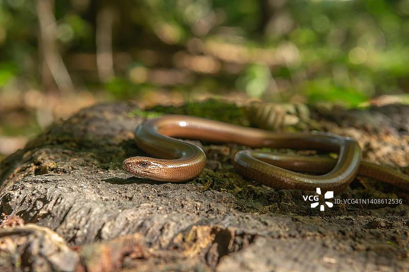 森林地面上的欧洲慢蛇图片素材