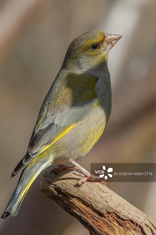 冬日法国阿尔萨斯：栖息于树枝上的绿雀图片素材