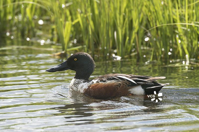 在浅水中嬉戏的琵嘴鸭，下萨克森州，德国图片素材