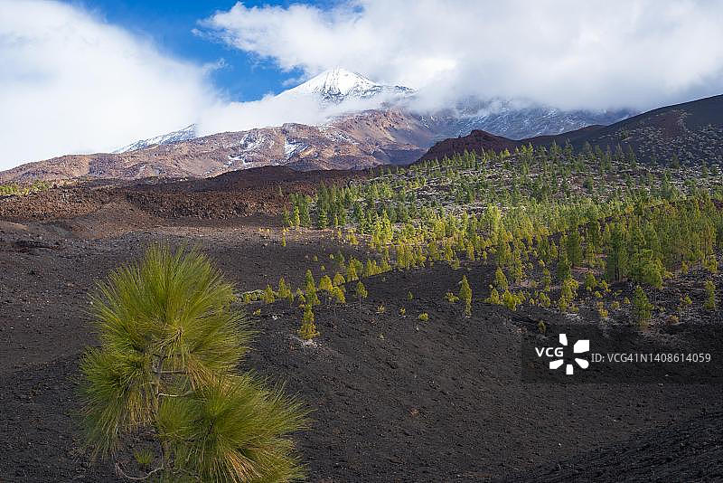 泰德国家公园奇奥观景台的加那利松树，西班牙加那利群岛特内里费岛图片素材