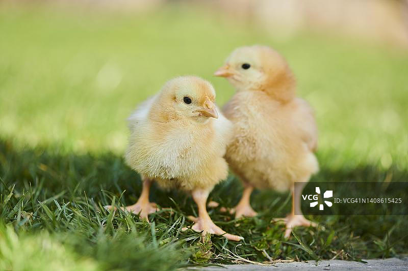 草地上的小鸡（家鸡），斯洛伐克图片素材