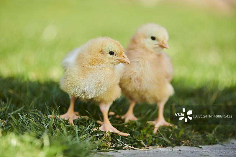 草地上的小鸡（家鸡），斯洛伐克图片素材