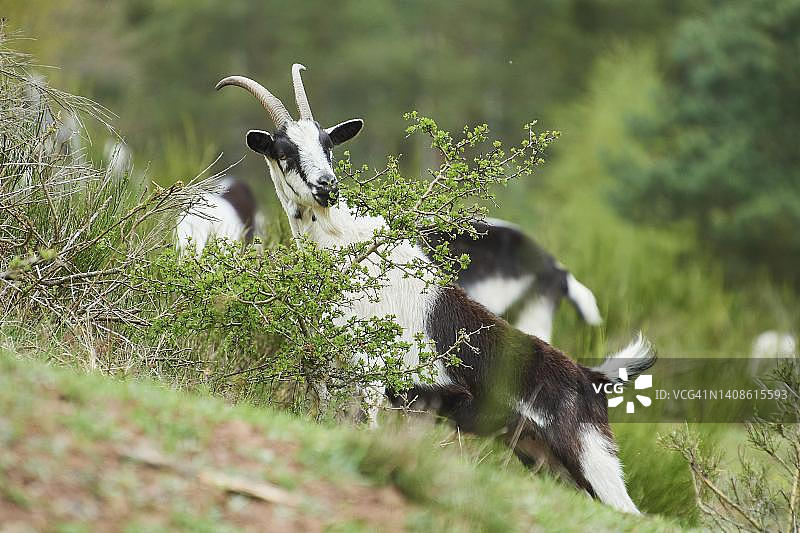 德国巴伐利亚的矮山羊（Capra hircus）图片素材
