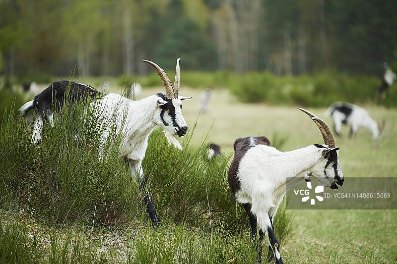 德国巴伐利亚的矮山羊（Capra hircus）图片素材