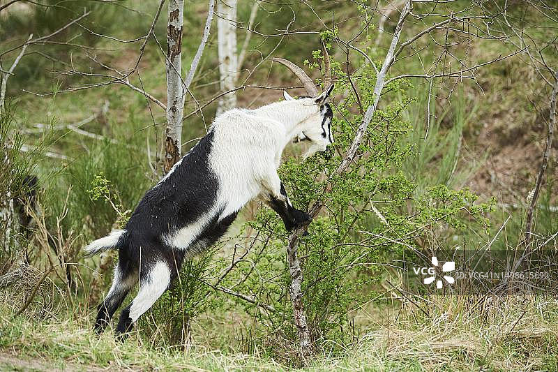 德国巴伐利亚的矮山羊（Capra hircus）图片素材