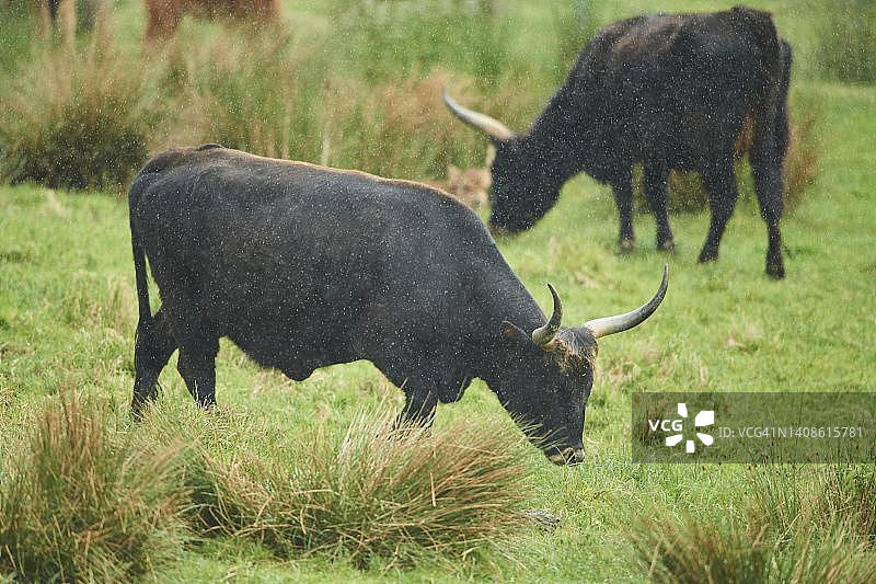 巴伐利亚雨中草原上的欧洲野牛图片素材