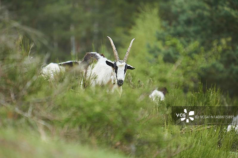 德国巴伐利亚的矮山羊（Capra hircus）图片素材