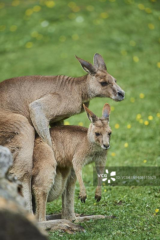德国巴伐利亚草地上交配的东部灰袋鼠图片素材
