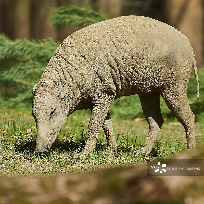 豚鹿在地上行走，圈养，巴伐利亚，德国图片素材