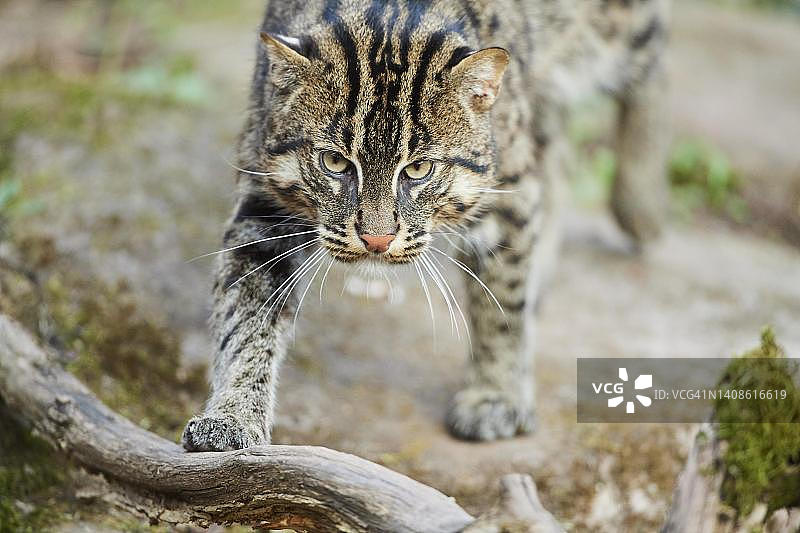 走动的渔猫，德国巴伐利亚图片素材