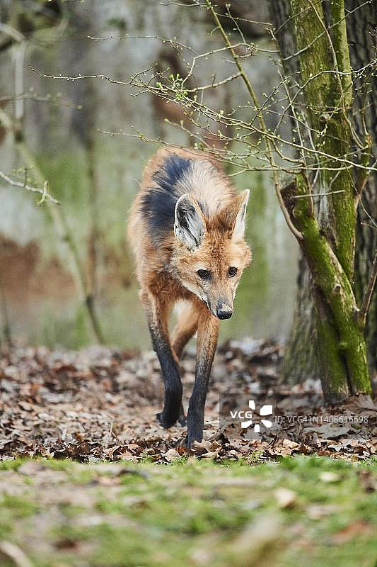 德国巴伐利亚鬃狼图片素材