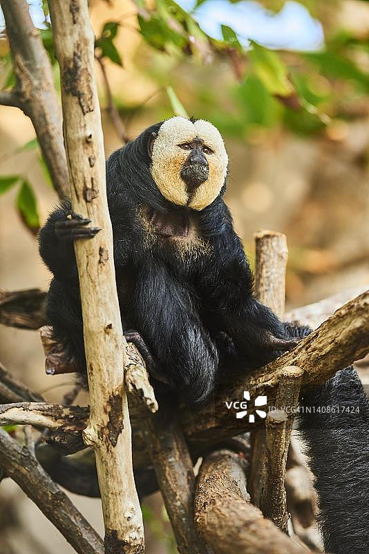 白面粗尾猿（Pithecia pithecia）雄性，圈养，德国图片素材