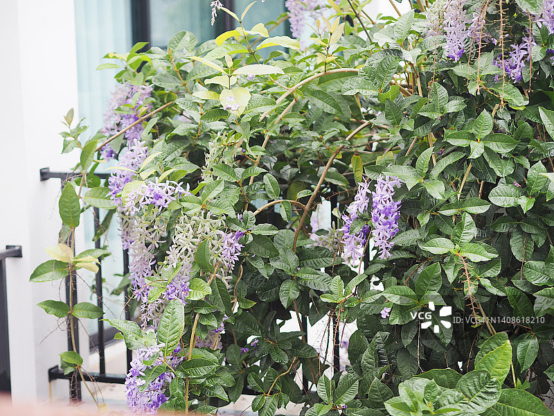 紫藤砂纸花：花园中盛开的五瓣紫色花束，形似五角花瓣，背景模糊图片素材