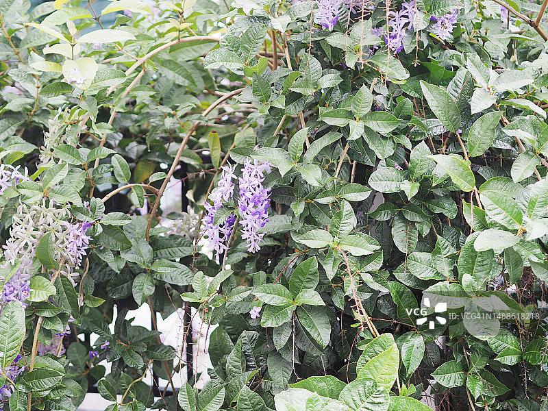 紫藤砂纸花：花园中盛开的五瓣紫色花束，形似五角花瓣，背景模糊图片素材
