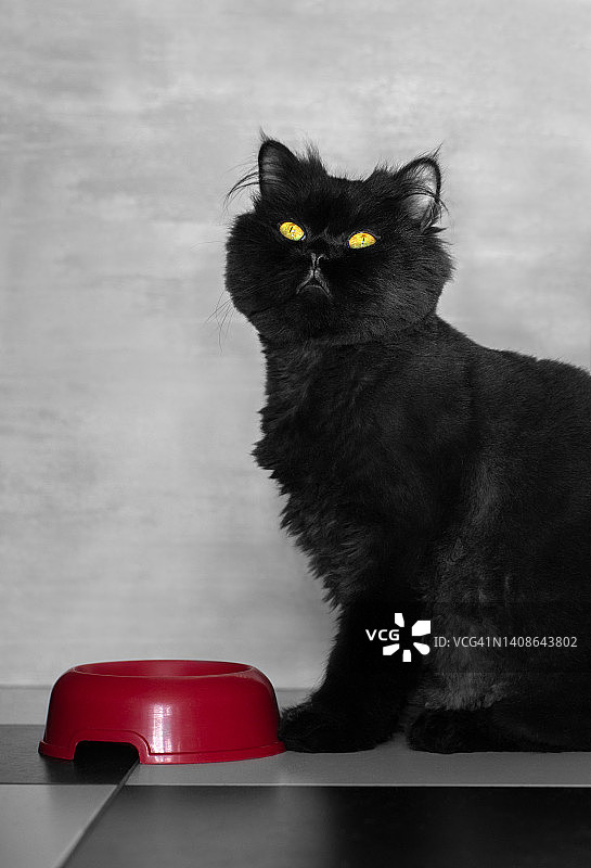 饥饿的黑猫图片素材